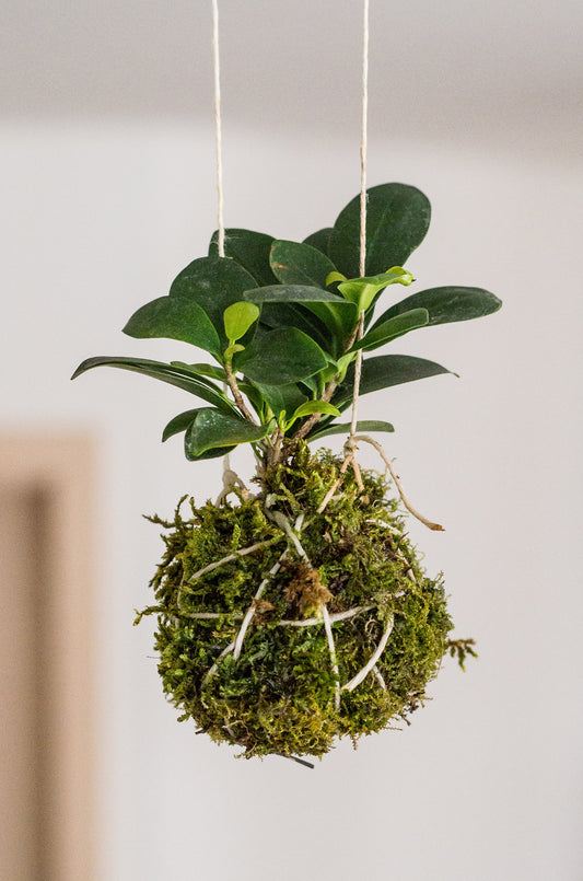 Elevate Your Greenery: Complete Guide to Kokedama Balls