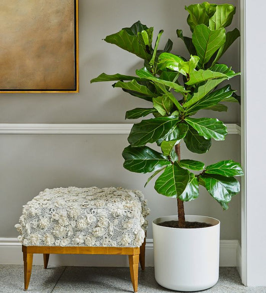 Complete Guide to Fiddle Leaf Fig (Ficus lyrata)